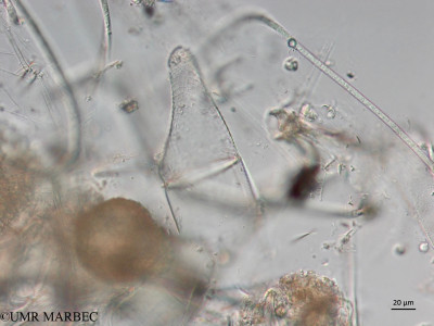 phyto/Brazilian_Nordeste/Seamounts_station60/ABRACOS2 April 2017/Isthmia enervis (Snap-661)(copy)_thumb.jpg